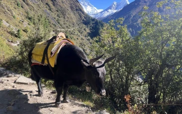 Yak on Hilly side