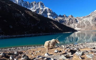 White Yak