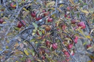 Apples at Lho Village