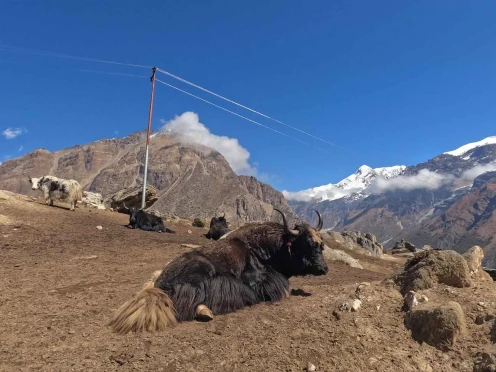 herd of yaks