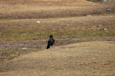 Himalyan Crow
