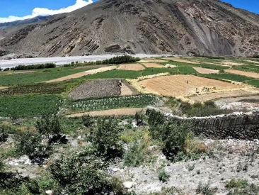 Kagbeni Farmland