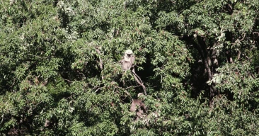 Langur