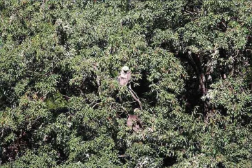 Langur