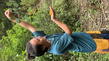Plucking Wild Berries