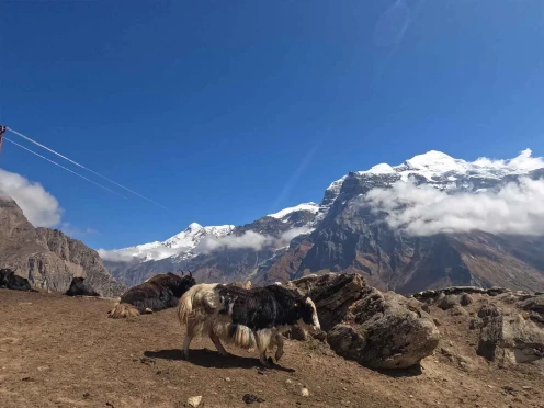 yaks grazing