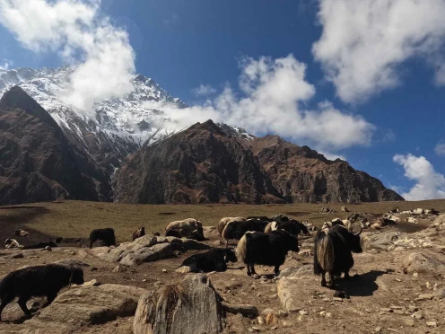 yaks grazing on a high-altitude
